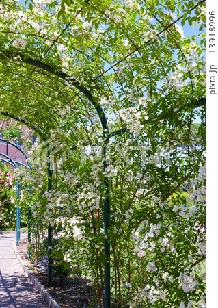Rome. Italy. gallery in flowers. San-Alessio park (Roseto) Rome. Italy. gallery in flowers. San-Alessio park (Roseto) 13918996
