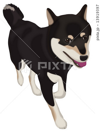 黒柴犬のイラスト素材 13919397 Pixta