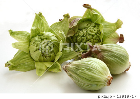 ふきのとう ふきのとう 13919717