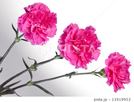 three pink carnations three pink carnations 13919953