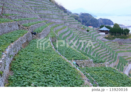 馬鈴薯育つ水荷浦の段畑 馬鈴薯育つ水荷浦の段畑 13920016