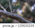 ハギマシコ 13920339