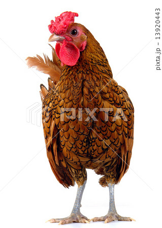 cock cock 13920443