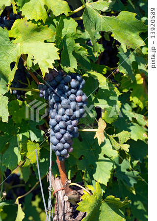 Black Grape Italy 13920589