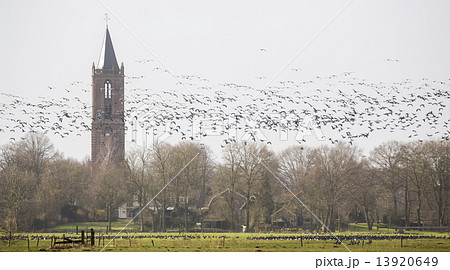 A flight of barnacle geese in Eemnes (the Netherlands) A flight of barnacle geese in Eemnes (the Netherlands) 13920649