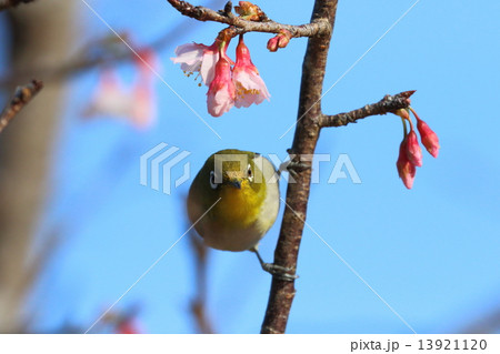 桜とメジロ 桜とメジロ 13921120