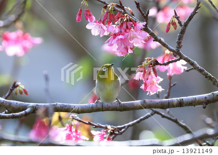 桜とメジロ 桜とメジロ 13921149