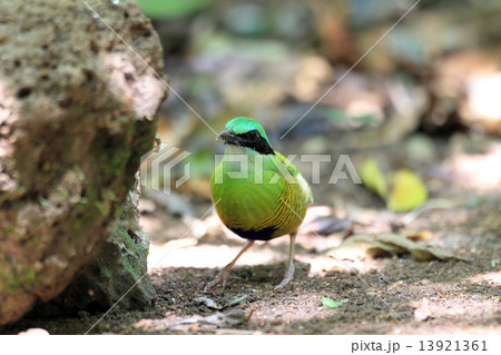 ミドリシマヤイロチョウの雄 13921361