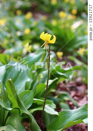黄花カタクリ 13921717