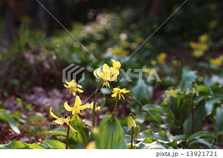 黄花カタクリ 13921721