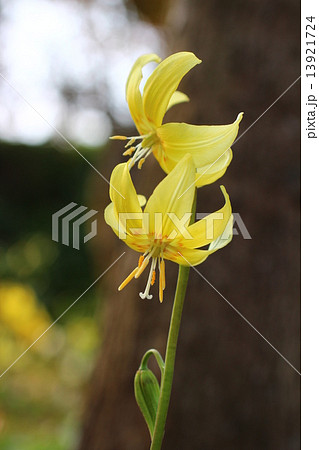 黄花カタクリ 13921724