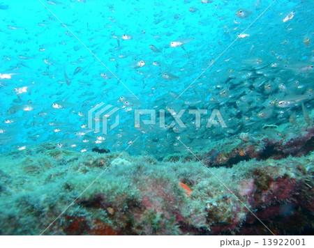スケルトンな小魚の大群 スケルトンな小魚の大群 13922001