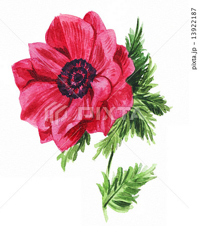 anemone15212pix7 anemone15212pix7 13922187