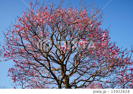 梅の花 13922628