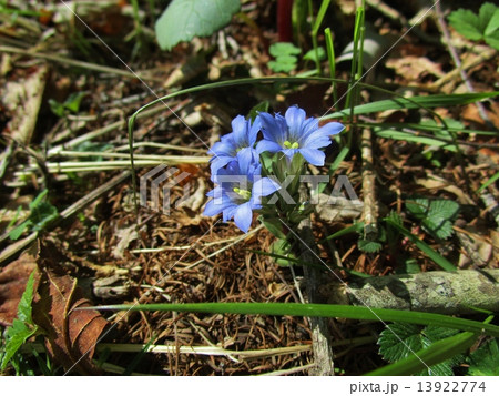 ハルリンドウ 13922774