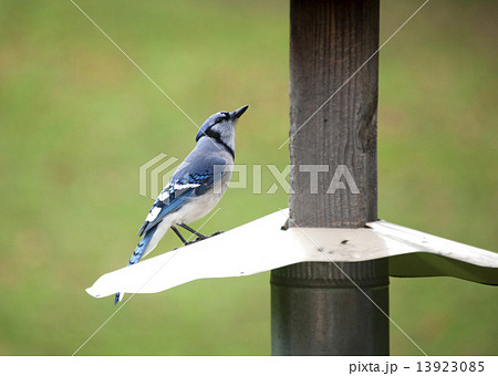 Blue Jay at feeder 13923085