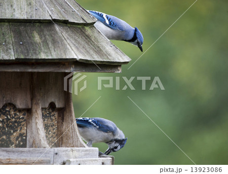Blue Jay at feeder 13923086