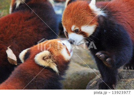 レッサーパンダ 13923977