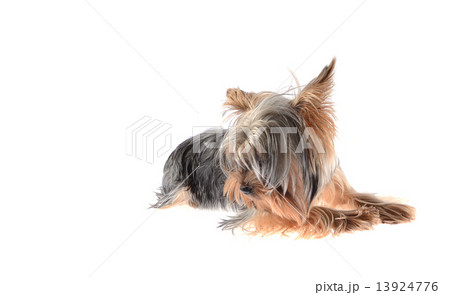 Dog Yorkshire Terrier. Isolated on White Background. 13924776
