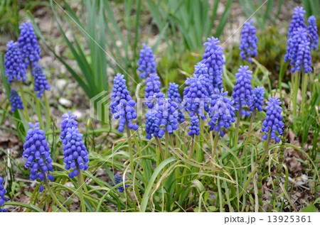 青いムスカリ 13925361