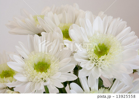 白いキク 白いキク 13925558