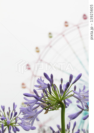 アガパンサスの花と観覧車 13925605