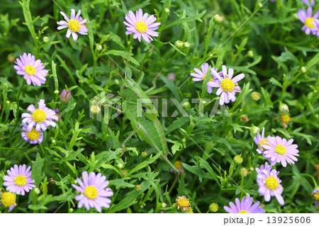 バッタとブラキカムの花 バッタとブラキカムの花 13925606
