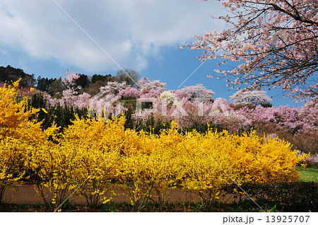 花見山 花見山 13925707