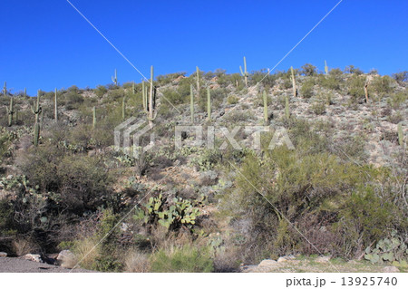 サワロ国立公園 13925740