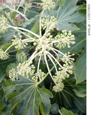 冬　花が散った後のヤツデ 13925905