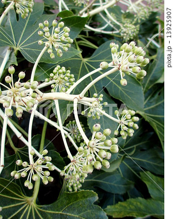 冬　花が散った後のヤツデ 13925907