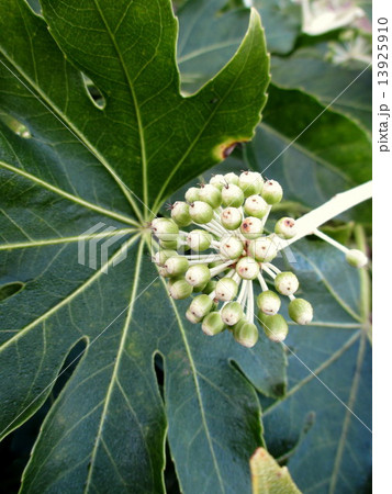 冬　花が散った後のヤツデ 13925910