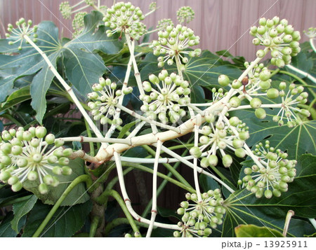 冬 花が散った後のヤツデ 冬 花が散った後のヤツデ 13925911