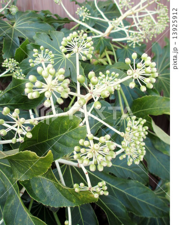 冬　花が散った後のヤツデ 13925912