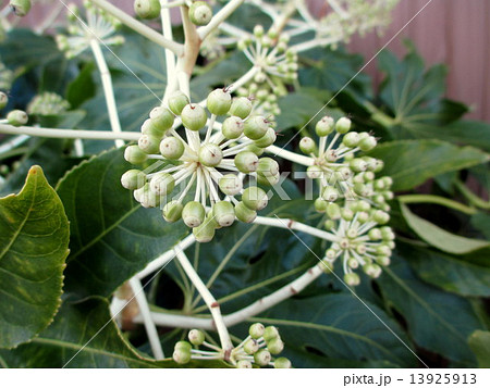 冬　花が散った後のヤツデ 13925913