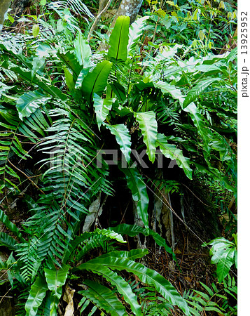 オオタニワタリ 13925952