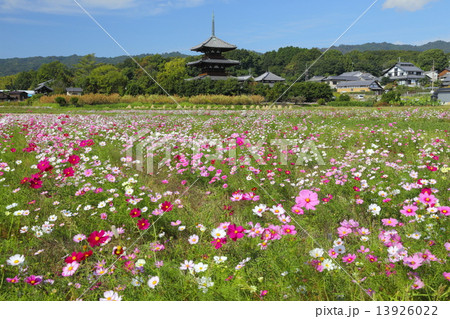 法起寺三重塔とコスモス 13926022