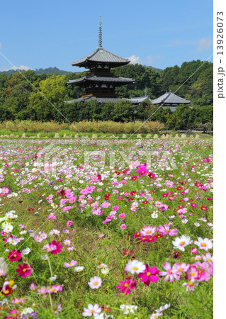 法起寺三重塔とコスモス 法起寺三重塔とコスモス 13926073