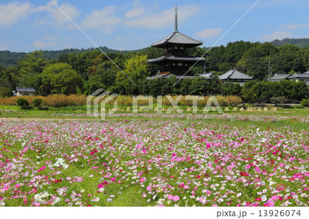 法起寺三重塔とコスモス 法起寺三重塔とコスモス 13926074