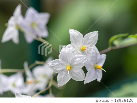 蔓花茄子 蔓花茄子 13926126