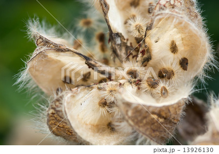 枯れ芙蓉 13926130