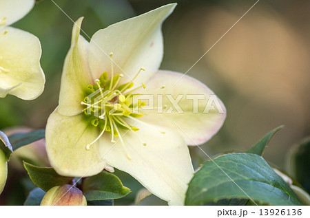 クリスマスローズ 13926136