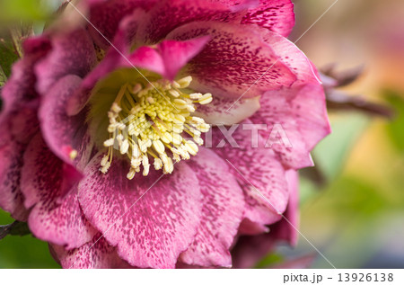 クリスマスローズ クリスマスローズ 13926138