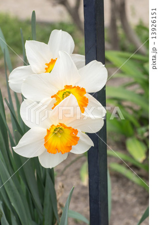 水仙 13926151