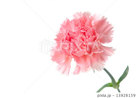 カーネーション カーネーション 13926159