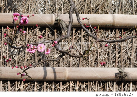 エキゾチック横浜散歩 エキゾチック横浜散歩 13926527