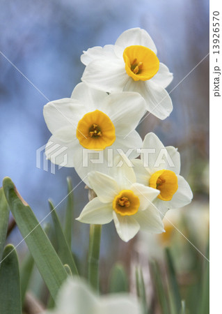 スイセン 13926570