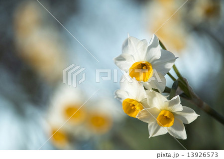 スイセン 13926573