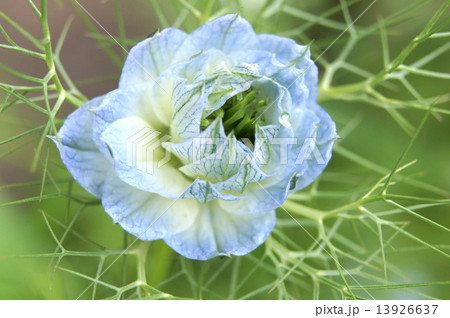 涼しげなニゲラ（黒種草） 13926637