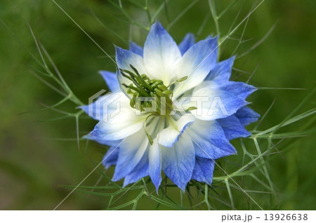 涼しげなニゲラ（黒種草） 13926638